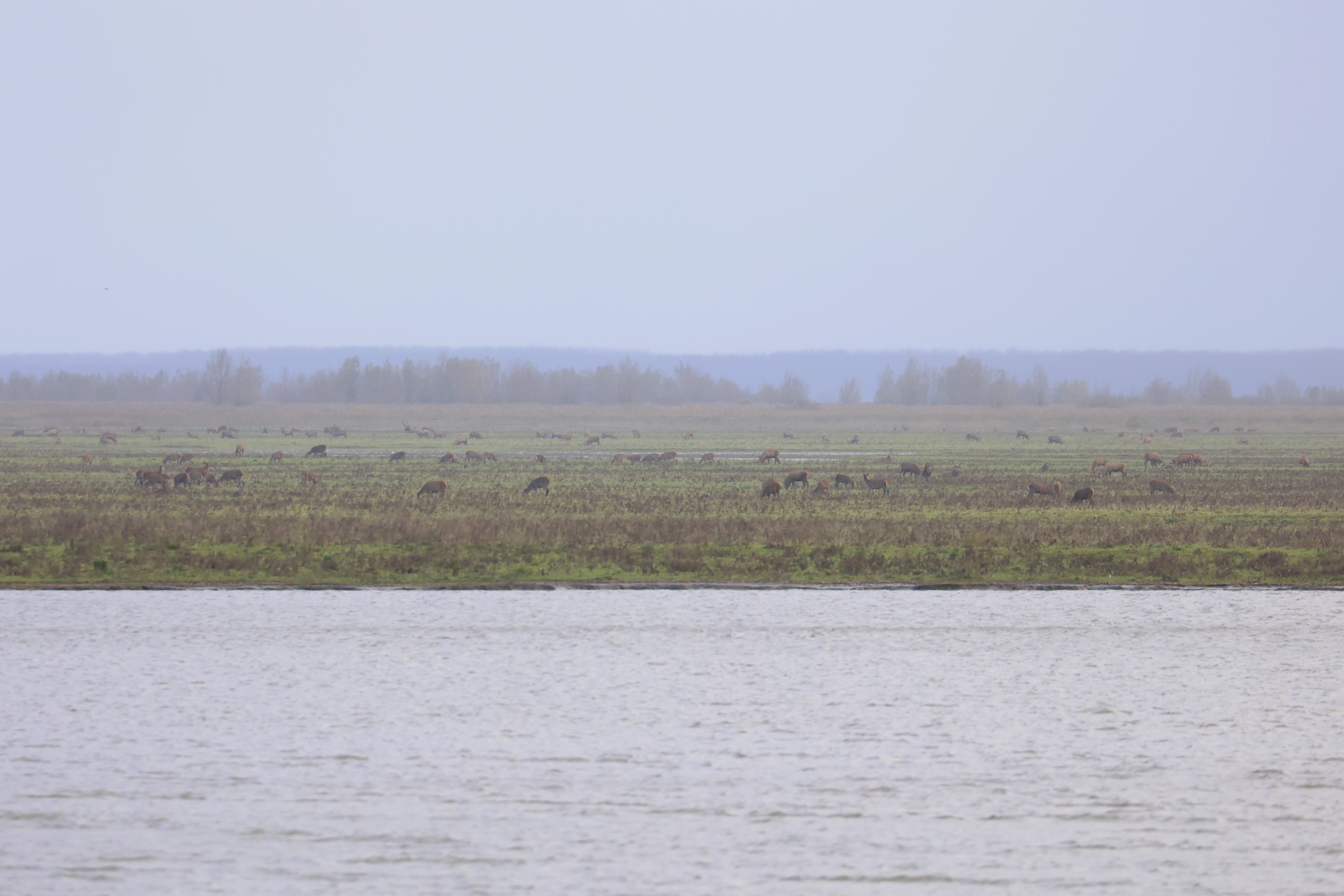 (Oostvaardersplas). Foto van Gerda van der Meer.
Herten